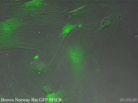 Time-Lapse Cell Migration Assay of Stem Cells