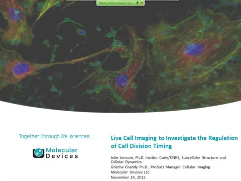 Imaging su cellule vive per studiare la regolazione della tempistica della divisione cellulare