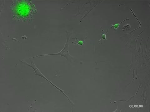 Live Cell Imaging of Co-Cultured Stem Cells