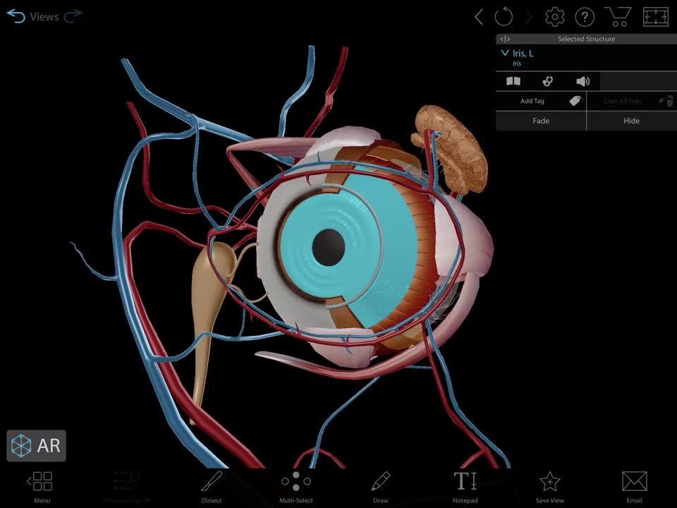 eye-microanatomy-intro-video