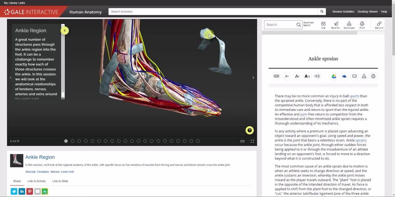 Gale Interactive: Human Anatomy - Activities