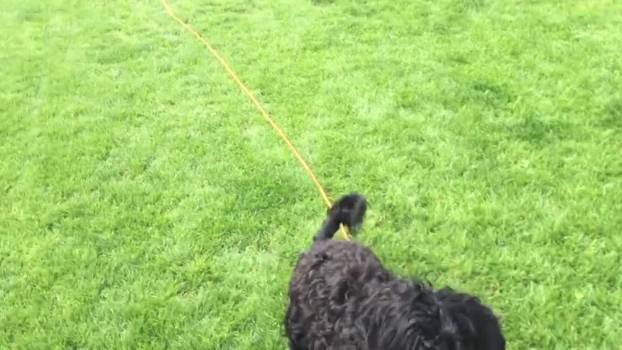Clover playing fetch