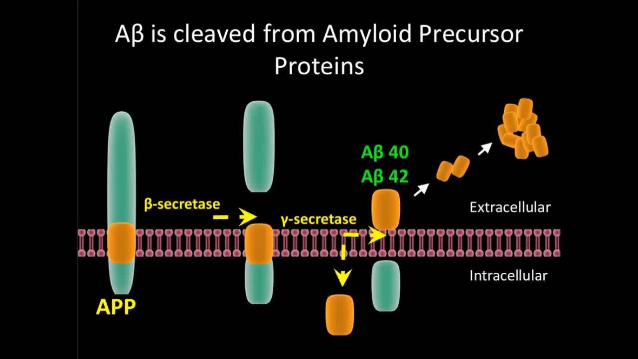 Investigación de los efectos de la proteína beta amiloide sobre el canal BKhSlo1.1 en un modelo de ovocitos de Xenopus