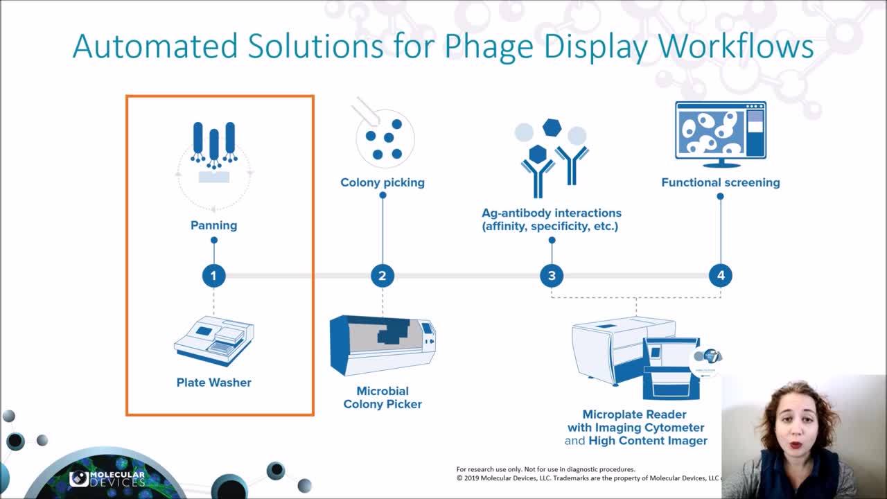 Phage Display Workflow Overview