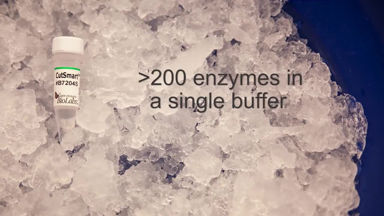 Neb Enzyme Buffer Chart