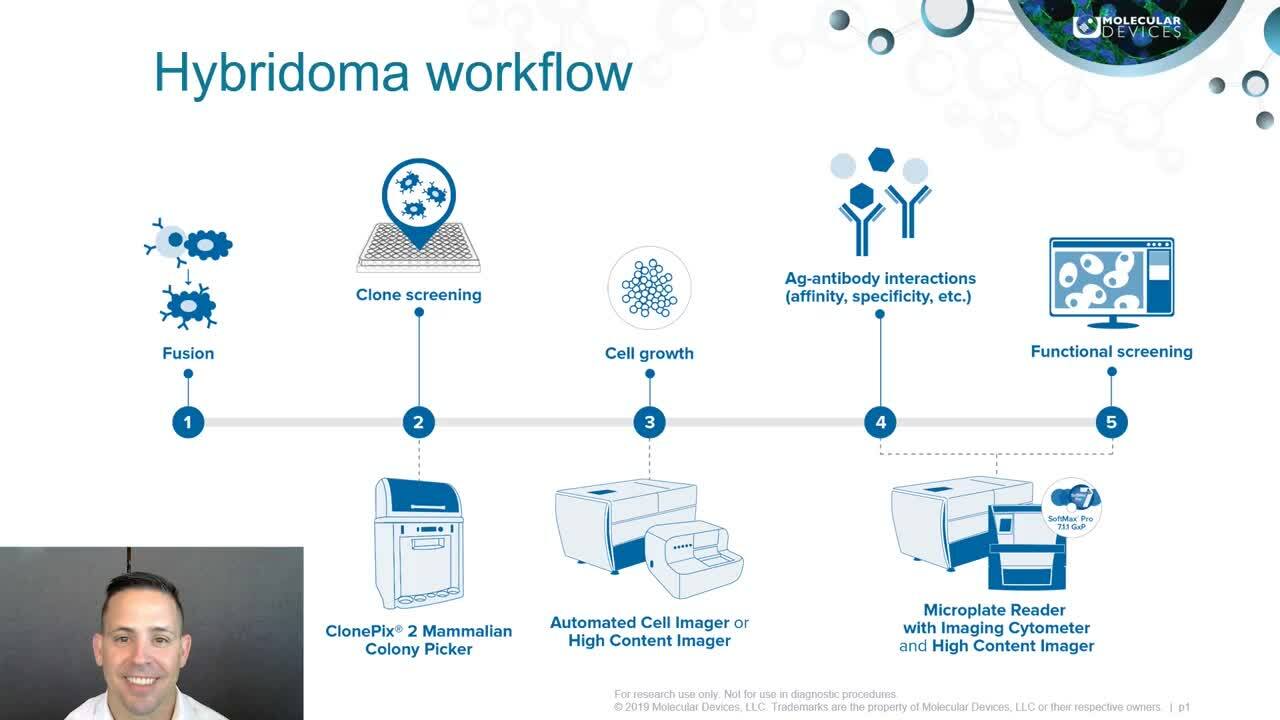 Hybridoma Workflow