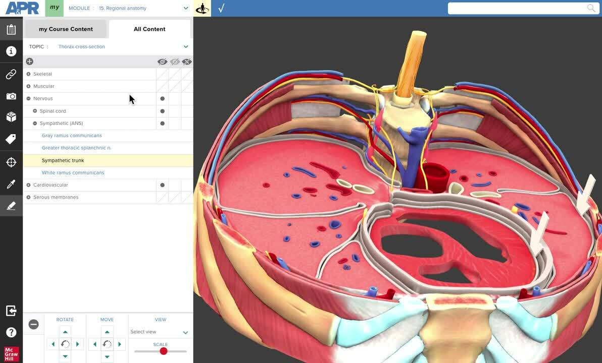 Dissection View_Thorax 3D Model