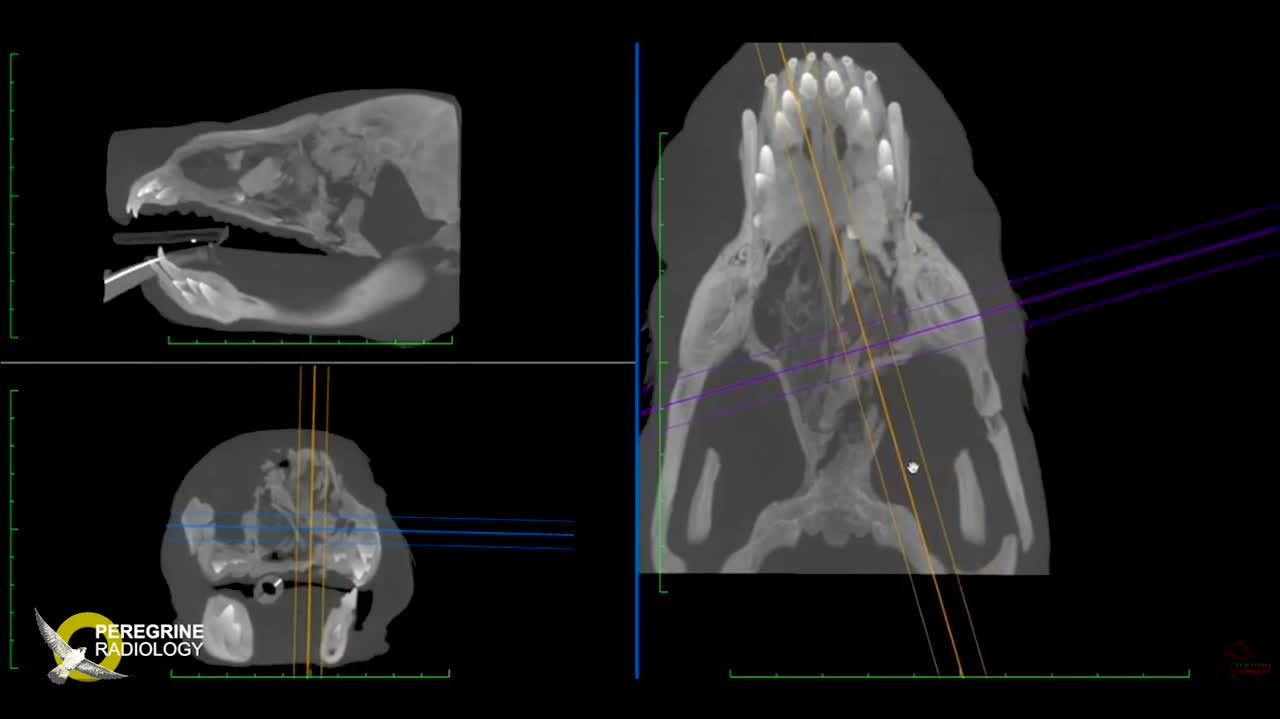 Use Case - 2 Month Old Puppy Skull Multiple Fractures