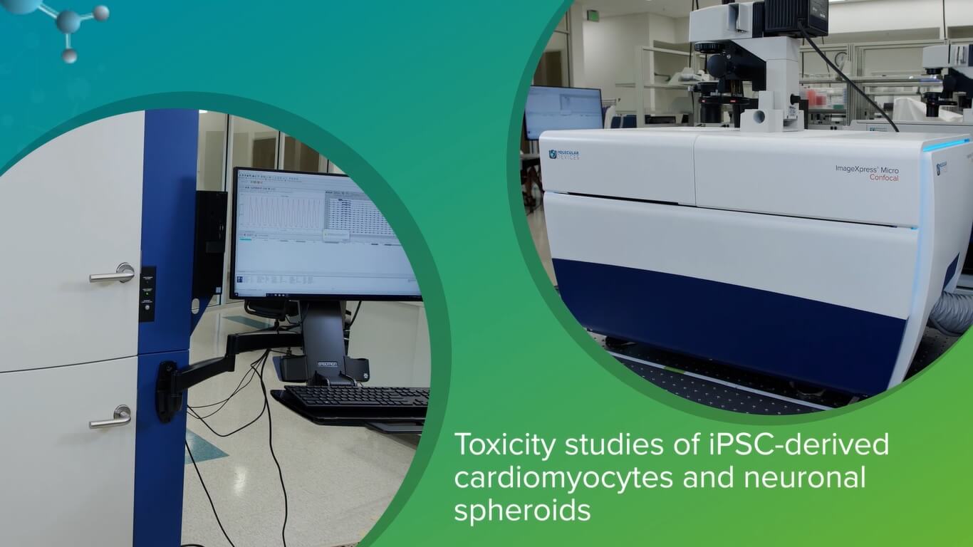 Studi di tossicità su sferoidi neuronali e cardiomiociti derivati da iPSC