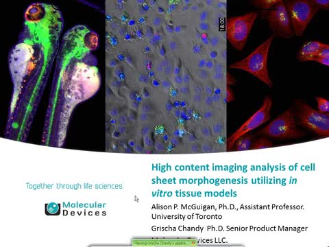 High Content Imaging Analysis of Cell Sheet Morphogenesis Utilizing  𝘪𝘯 𝘷𝘪𝘵𝘳𝘰 Tissue Models