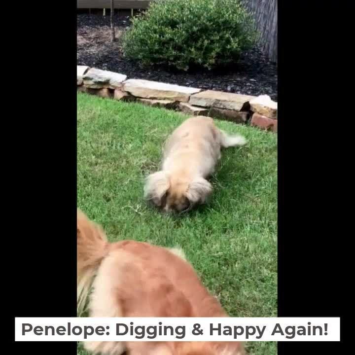 Testimonial Video  Penelope Digs