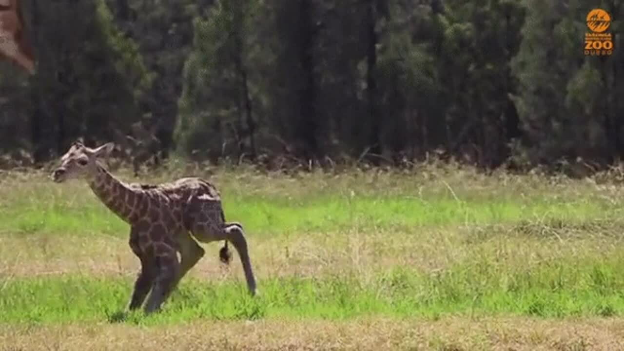 Baby giraffe standing up
