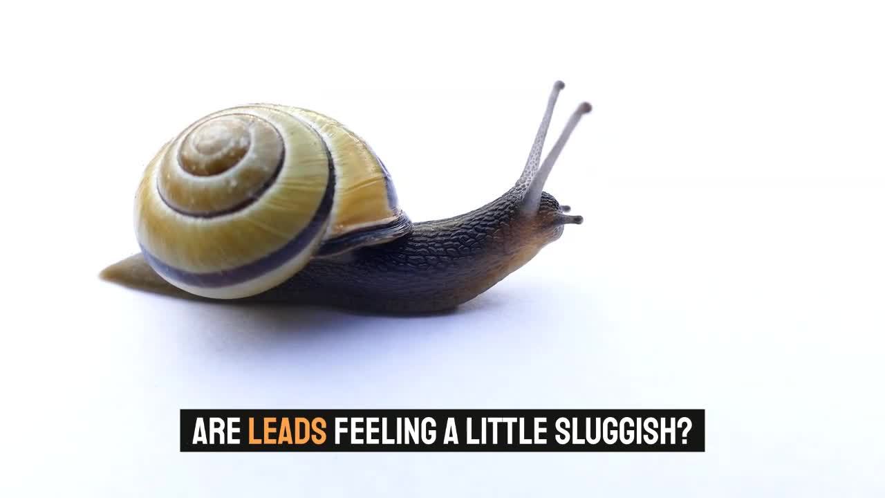 2019 - Snail Ad UPDATED