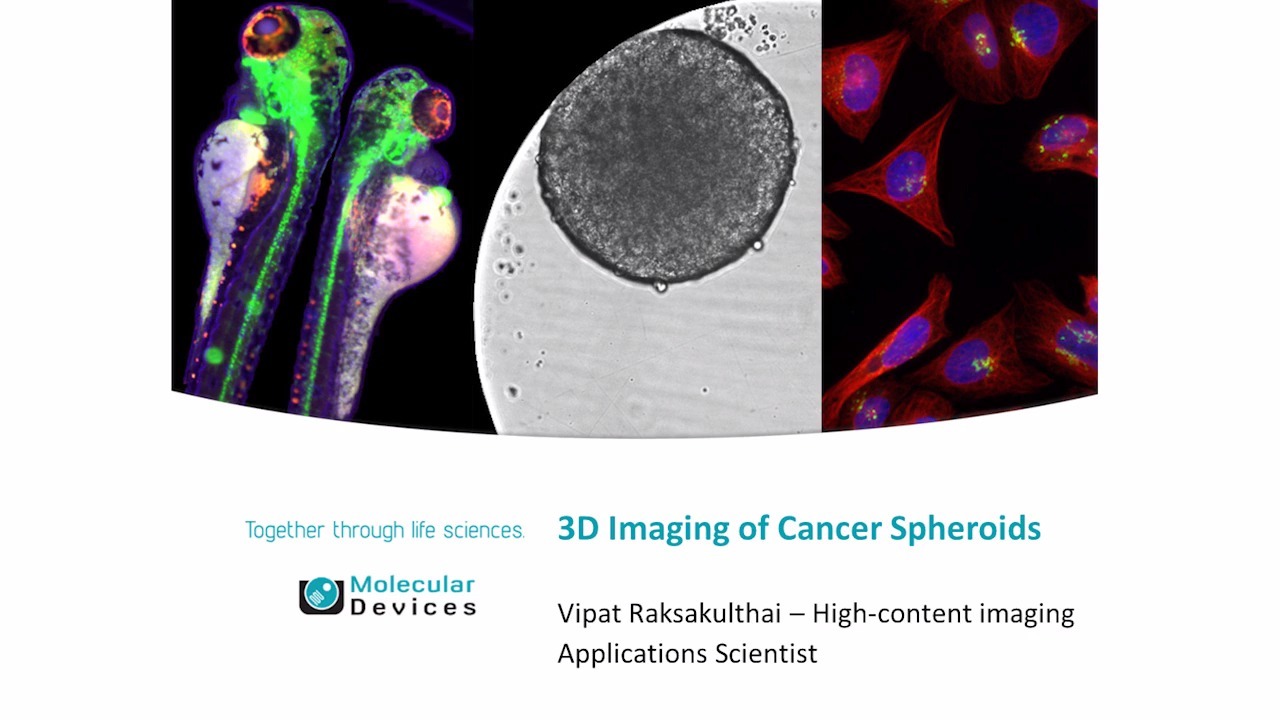 Imaging 3D di sferoidi tumorali
