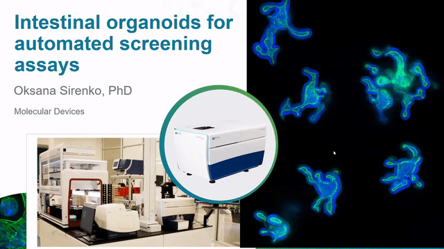Intestinal organoids for automated screening assays