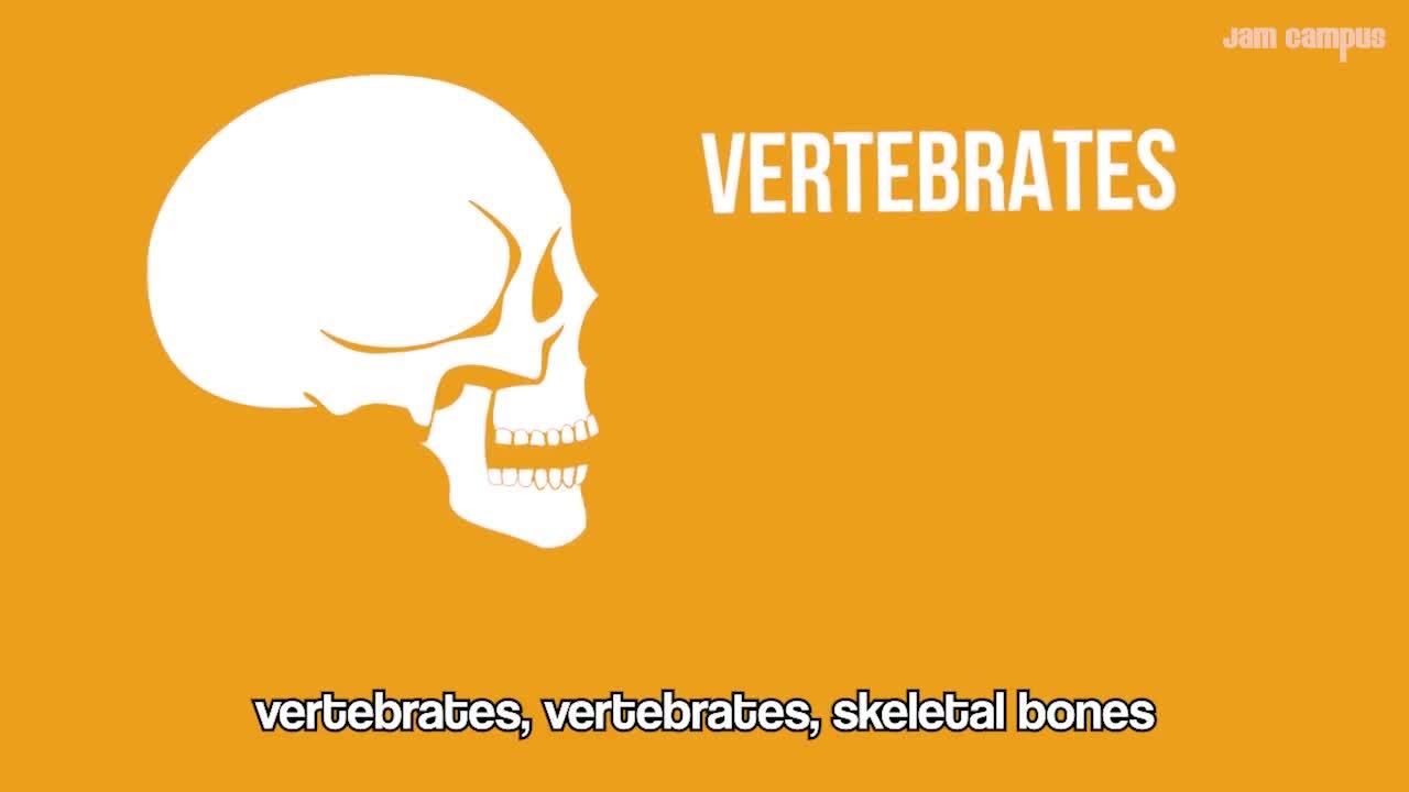 Human bones educational science video 