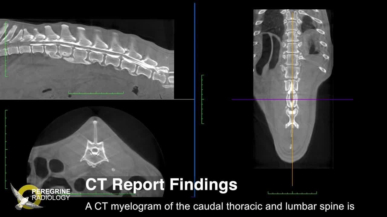 Use Case - 12 Year Old - Canine - Compressed Spinal Cord