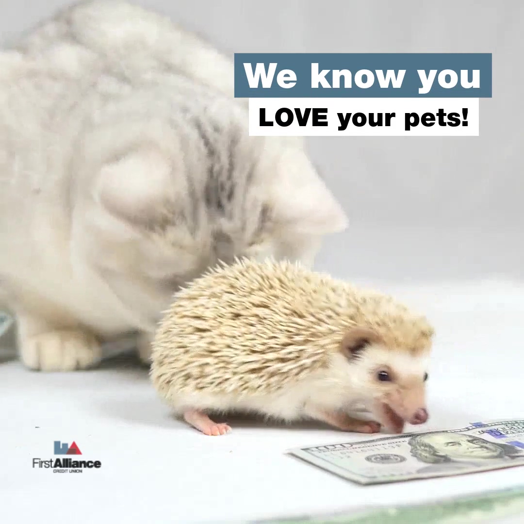 Pet Savings Account Video-hd